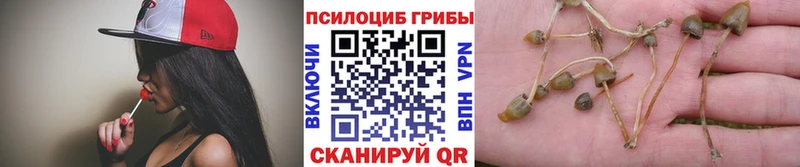 Галлюциногенные грибы Cubensis  купить   Горбатов 